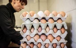 Hauptaugenmerk der Familie Lugger liegt in der Erzeugung und Vermarktung der HochBerg-Eier